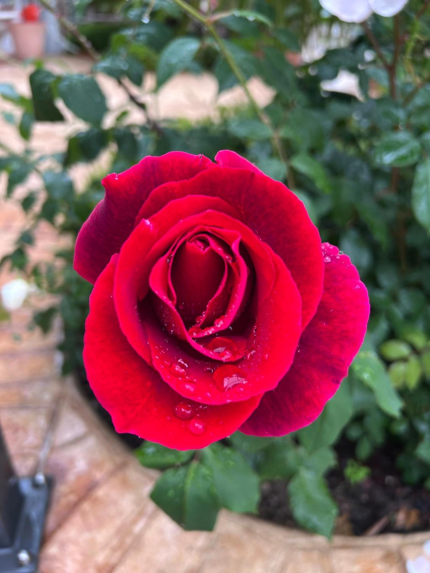 B&B Corte Delle Rose Castiglione Delle Stiviere Buitenkant foto