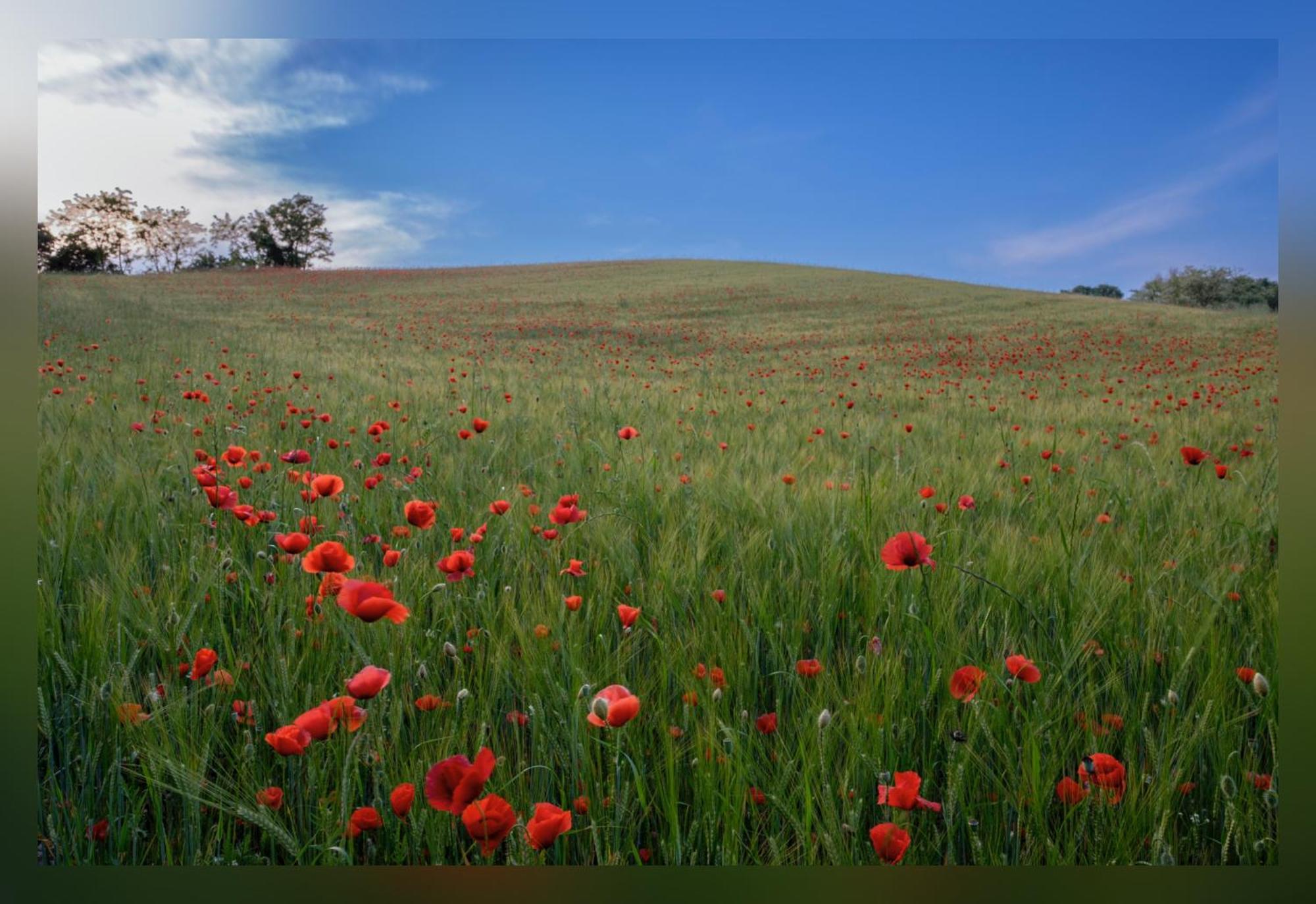 B&B Corte Delle Rose Castiglione Delle Stiviere Buitenkant foto
