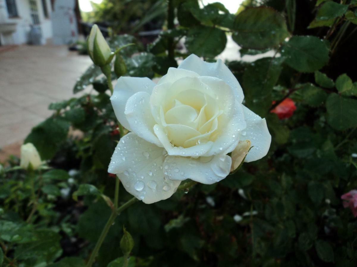 B&B Corte Delle Rose Castiglione Delle Stiviere Buitenkant foto